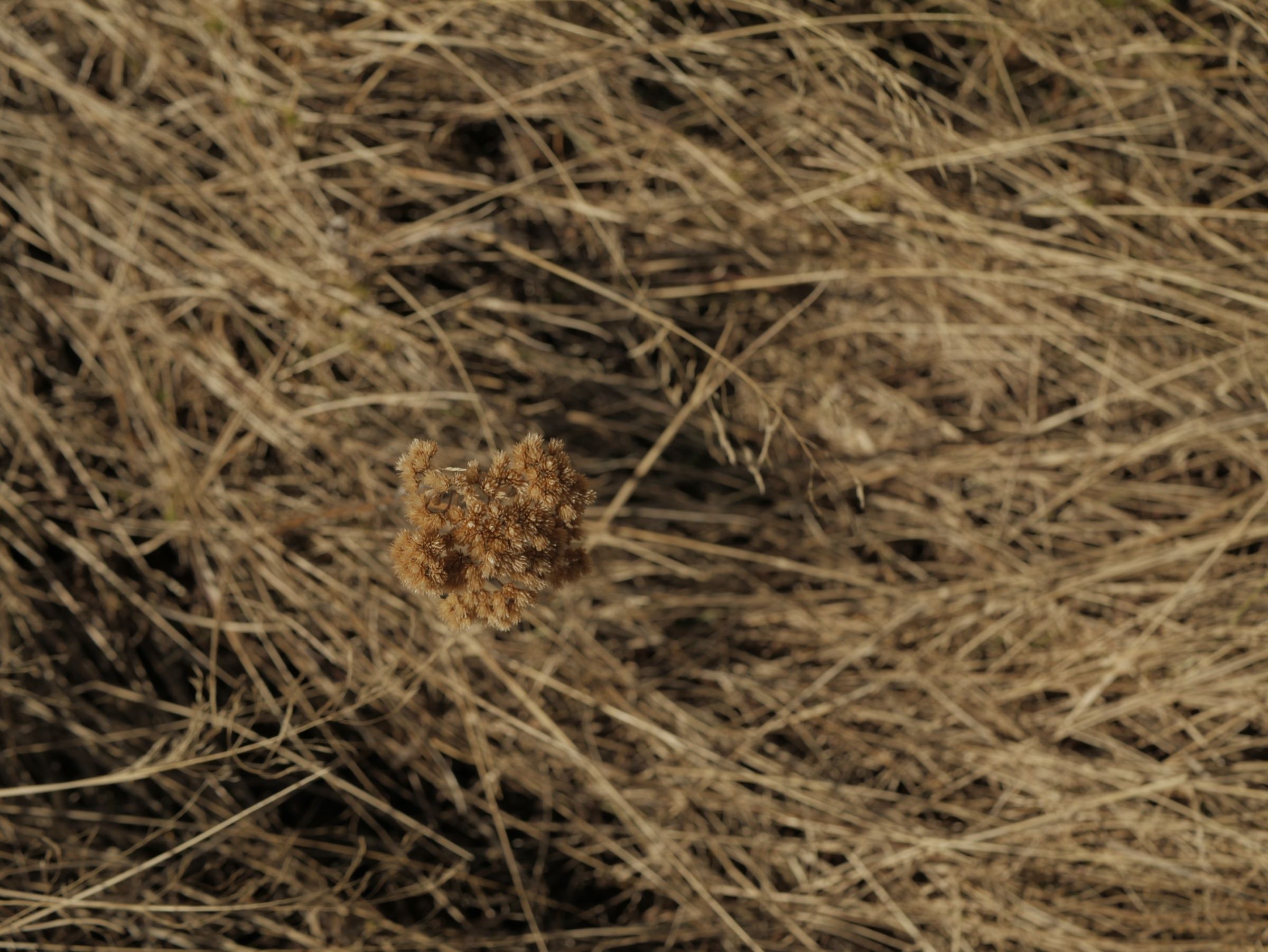 Flor seca sobre pasto dorado